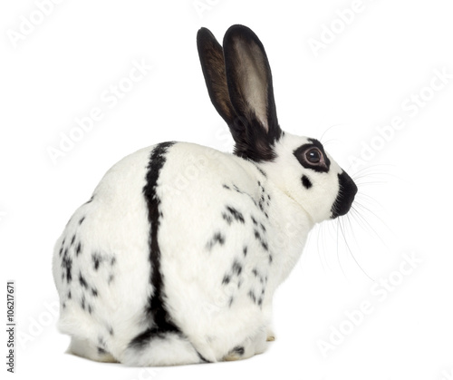 English Spot Rabbit isolated on white