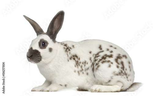 Black fire rabbit isolated on white