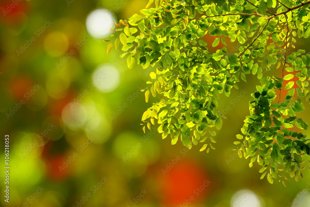 Obraz premium Natural green leaves with blur bokeh spring or summer background, ecology concept 