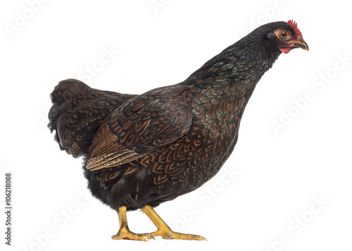 Barnevelder double-laced Hen isolated on white