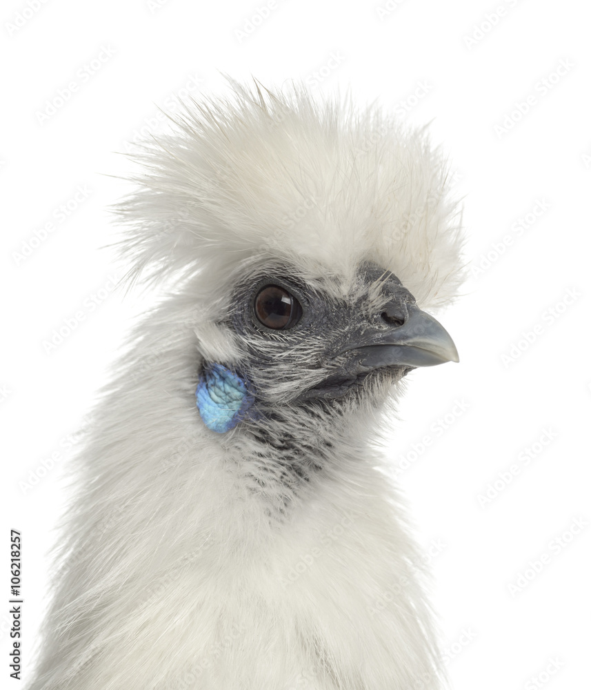 White Silkie Hen isolated on white White Silkie Hen isolated on white