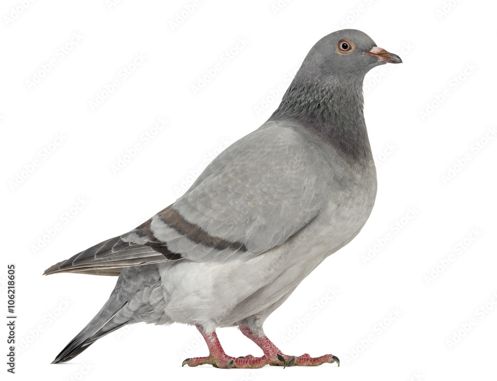 Texan Pioneer Pigeon isolated on white Texan Pioneer Pigeon isolated on white