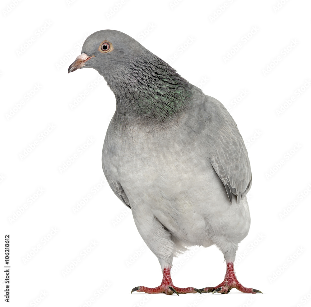 Obraz premium Texan Pioneer Pigeon isolated on white
