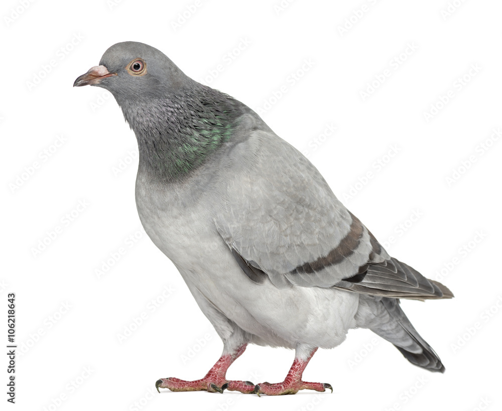 Texan Pioneer Pigeon isolated on white Texan Pioneer Pigeon isolated on white