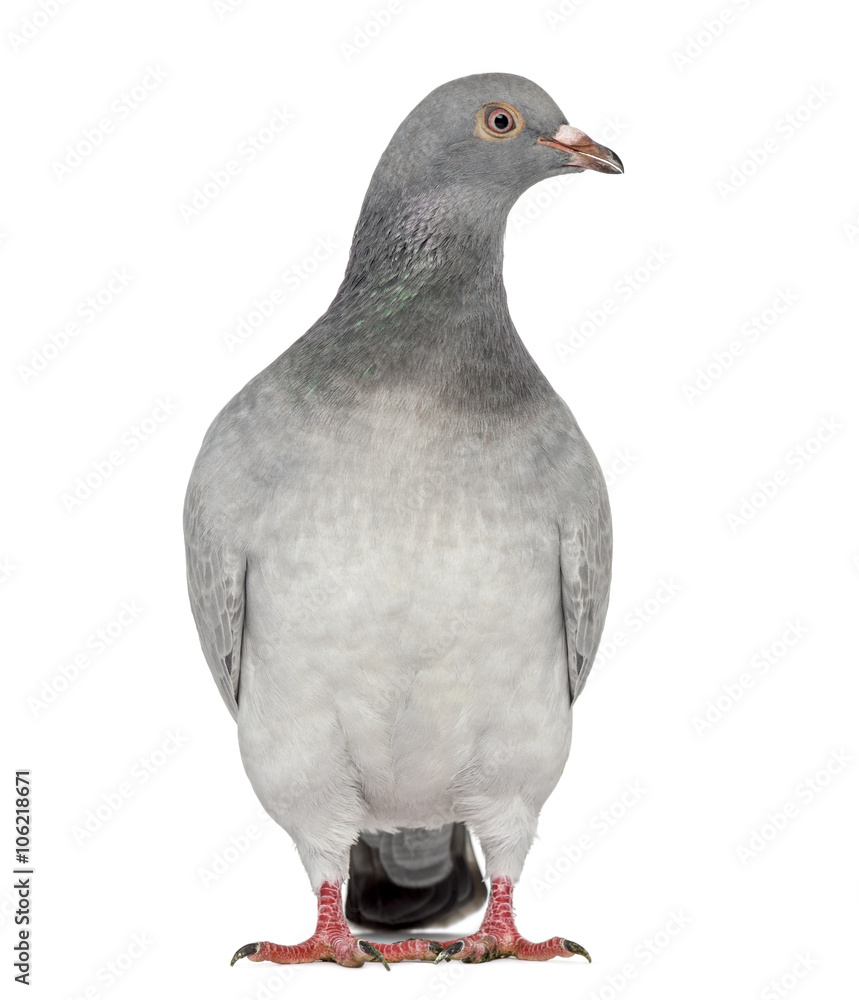 Texan Pioneer Pigeon isolated on white
