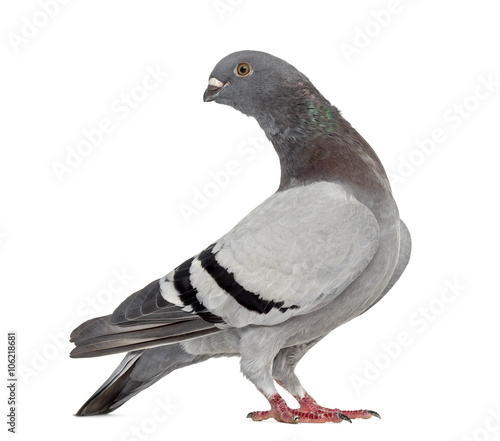 Homing pigeon isolated on white