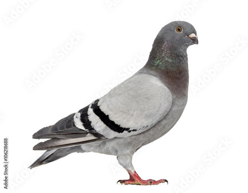 Homing pigeon isolated on white