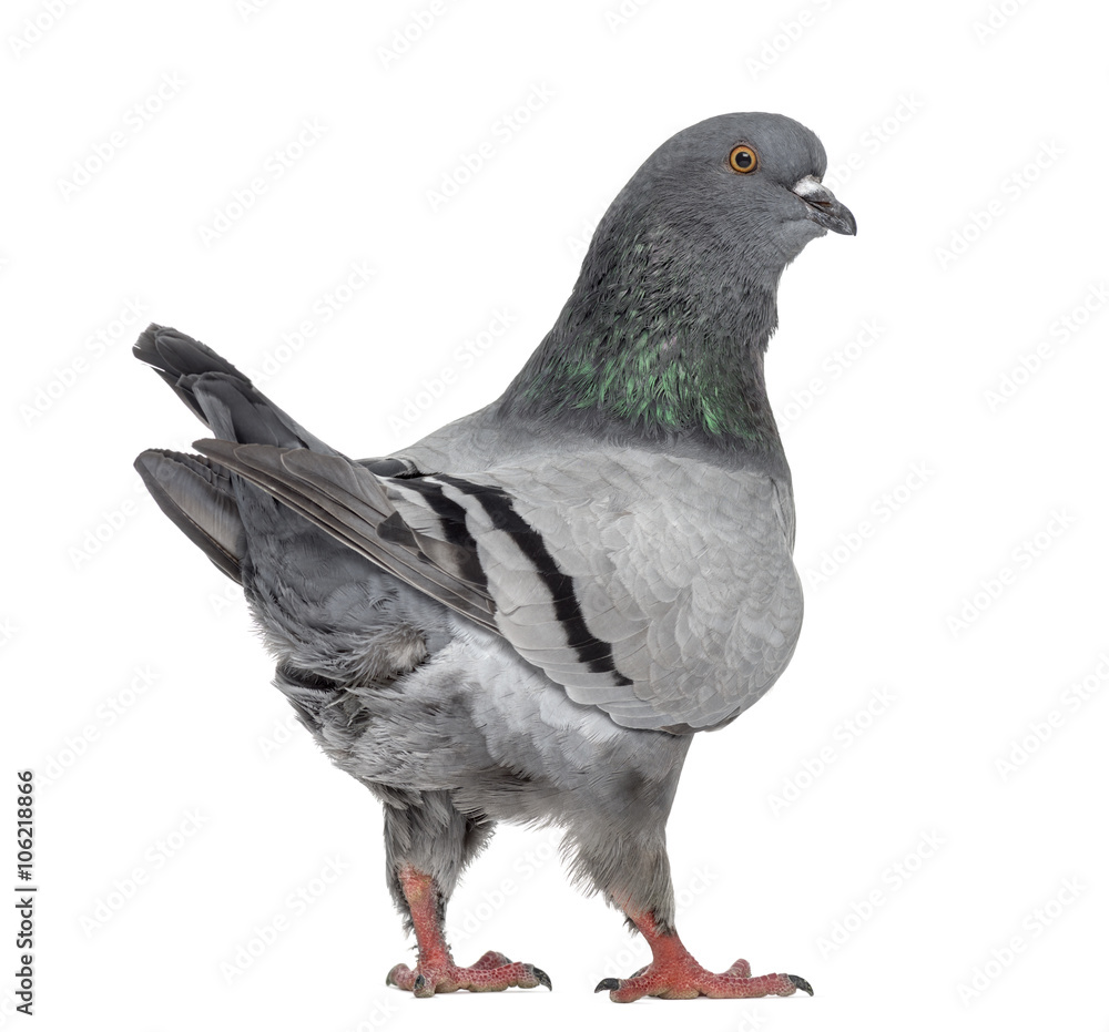 Naklejka premium Black King Pigeon isolated on white