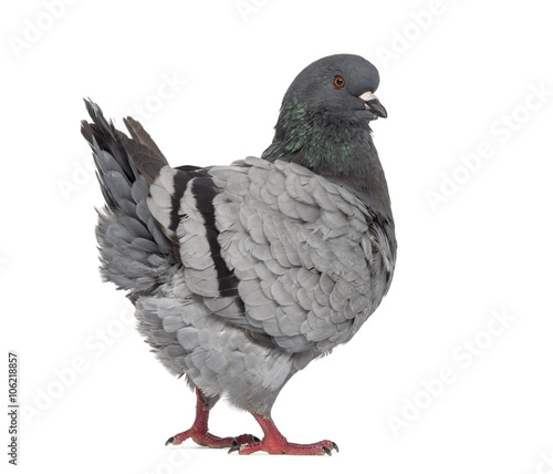 Black King Pigeon isolated on white