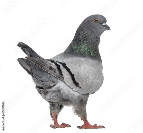 Print op canvas Black King Pigeon isolated on white
