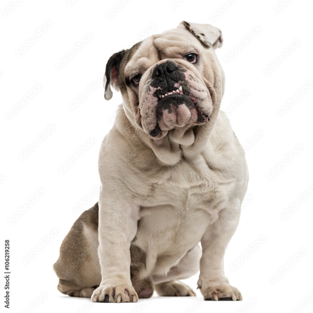 English Bulldog isolated on white