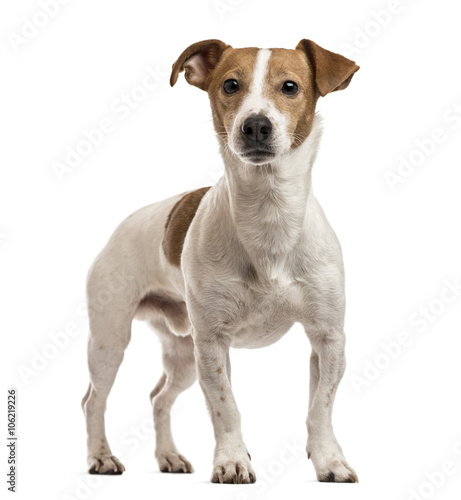 Jack Russell Terrier isolated on white © Eric Isselée