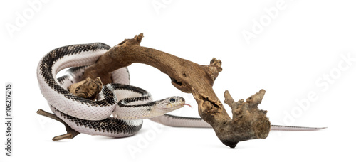 Snake isolated on white © Eric Isselée