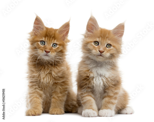 Red Maine coon kitten isolated on white