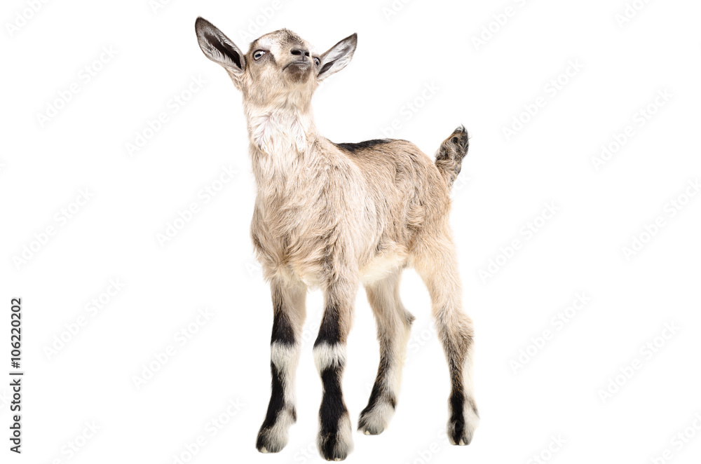 Fototapeta premium Portrait of a young goat