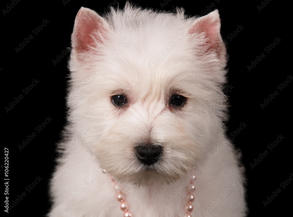 Chiot Westie en studio sur fond noir Chiot Westie en studio sur fond noir