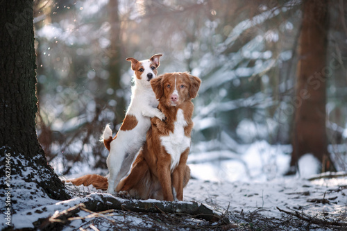 Fototapeta Naklejka Na Ścianę i Meble -  Dog breed Nova Scotia Duck Tolling Retriever and Jack Russell Terrier in winter park