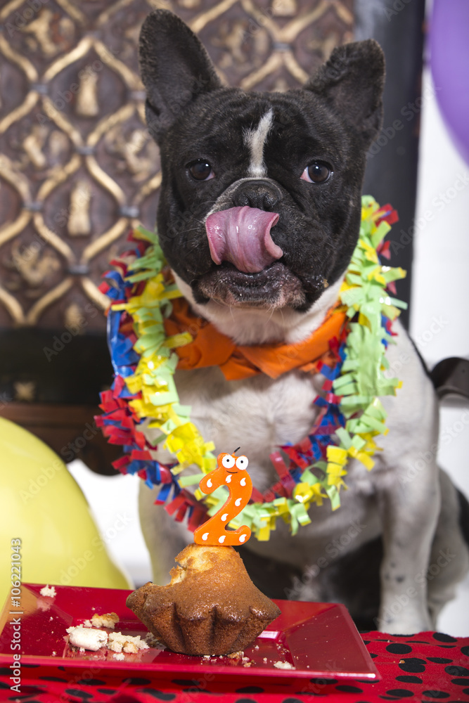 Perro bulldog comiendo tarta