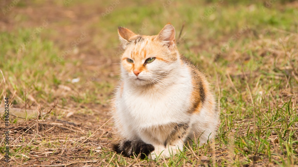 Beautiful fluffy tricolor cat among the  grass