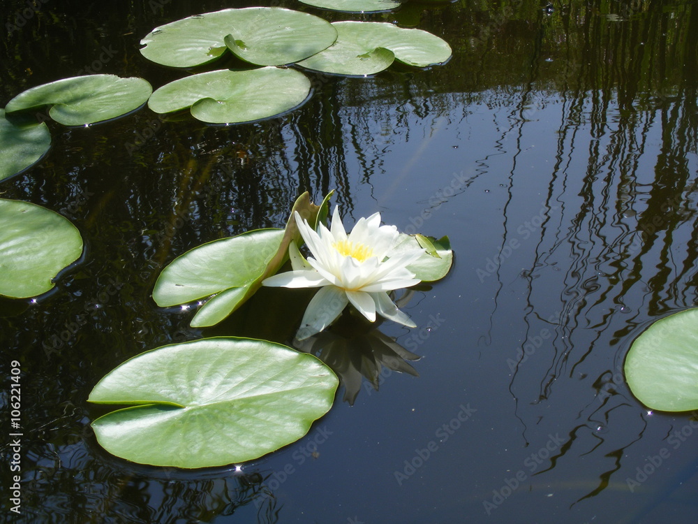 White water lily on calm pond surface White water lily on calm pond surface