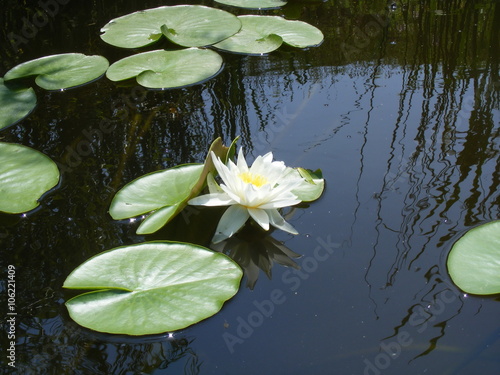 White water lily on calm pond surface