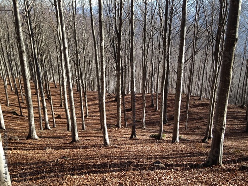Bosque de hayas, Italia  photo
