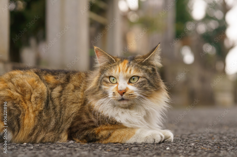 Obraz premium 猫
