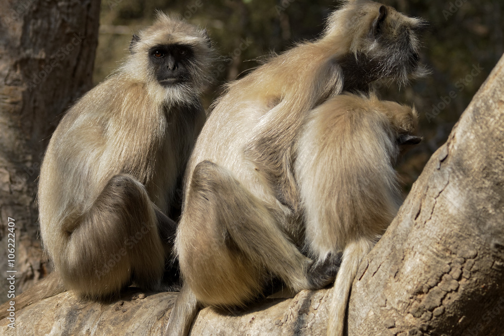 Family of Langur monkeys sitting on a tree branch in Ranthambore, India. 