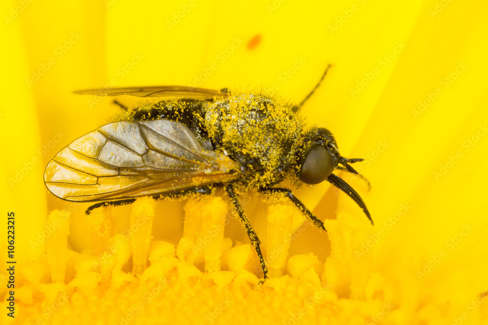 Obraz premium Small fly in yellow crown daisy covered in pollen