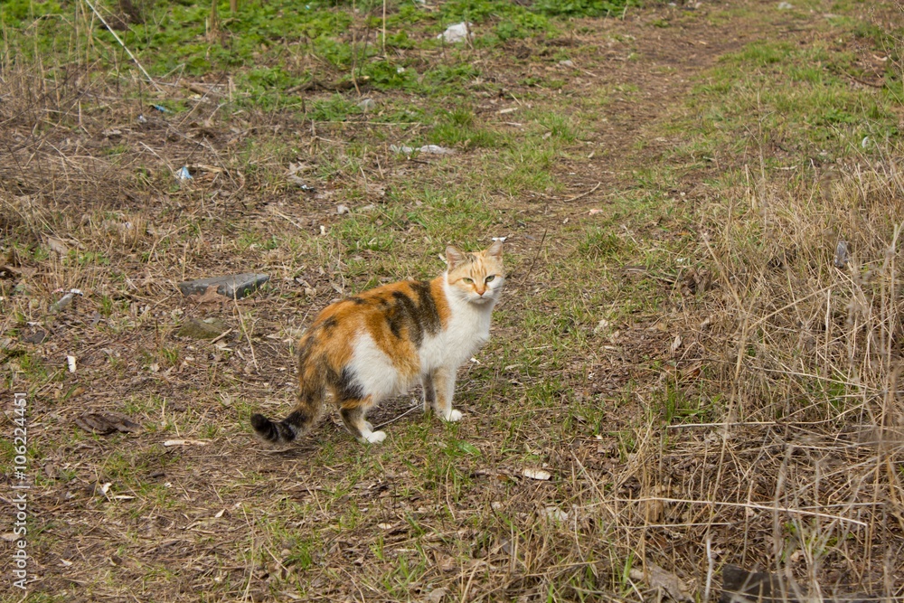 Tri-color homeless cat