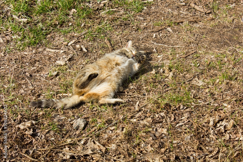 Homeless cat lying in the sun