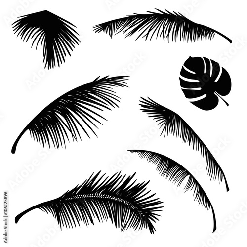tropical palm leaves silhouette