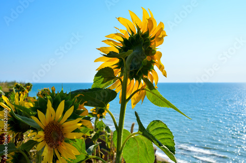 Sunflowers over a precipice on the background of blue sea