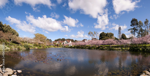 The reflection on the lake of blooming cherry blossom or sakura flowers during spring season at Palmerston North, New Zealand