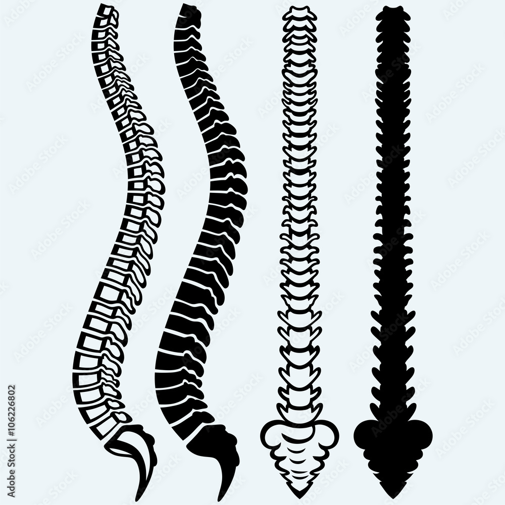 Spine from the front, profile. Isolated on blue background. Vector silhouettes Spine from the front, profile. Isolated on blue background. Vector silhouettes