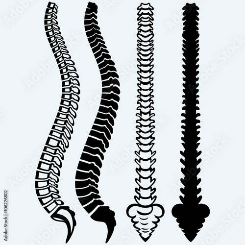 Spine from the front, profile. Isolated on blue background. Vector silhouettes