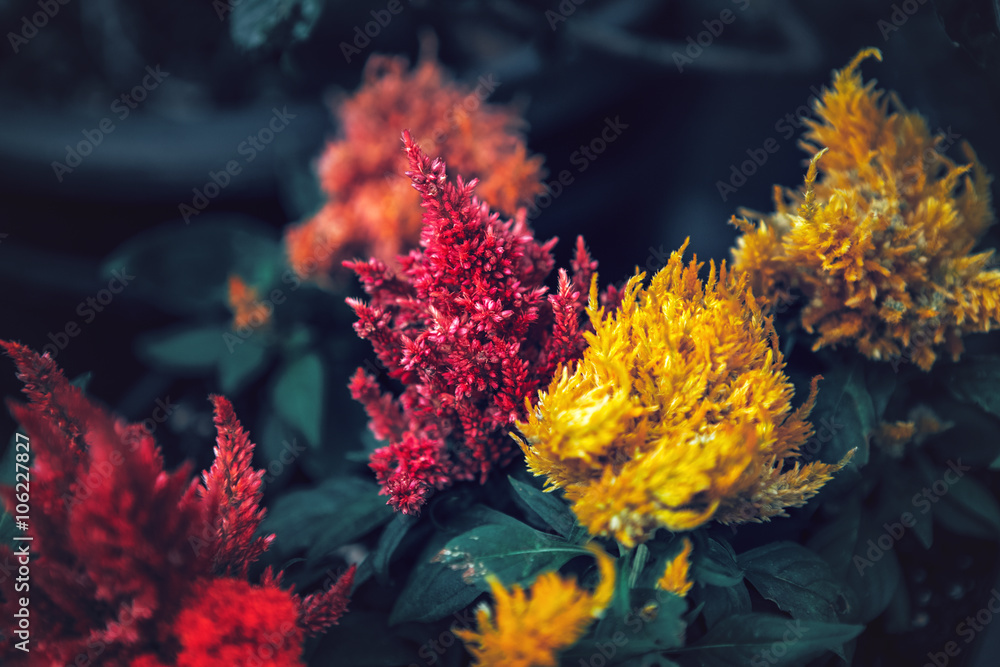 Beautiful fairy dreamy magic red and yellow flowers with dark green leaves, retro vintage style, soft selective focus, blurry background, copyspace for text Beautiful fairy dreamy magic red and yellow flowers with dark green leaves, retro vintage style, soft selective focus, blurry background, copyspace for text