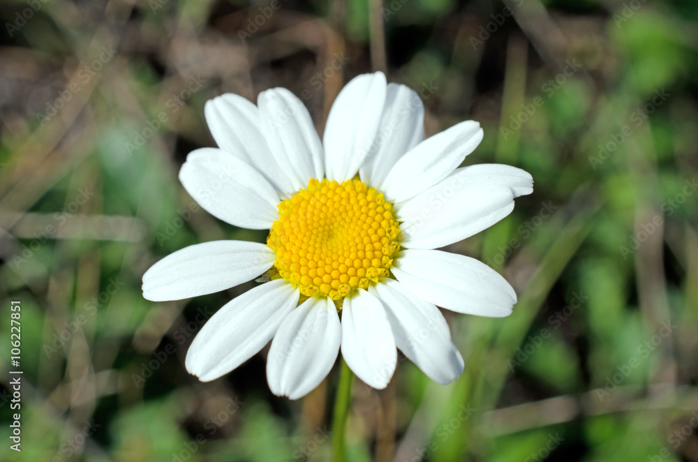 Fototapeta premium Chamomile over dark green background