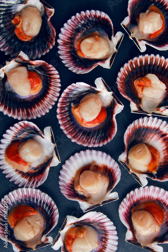 Scallops background