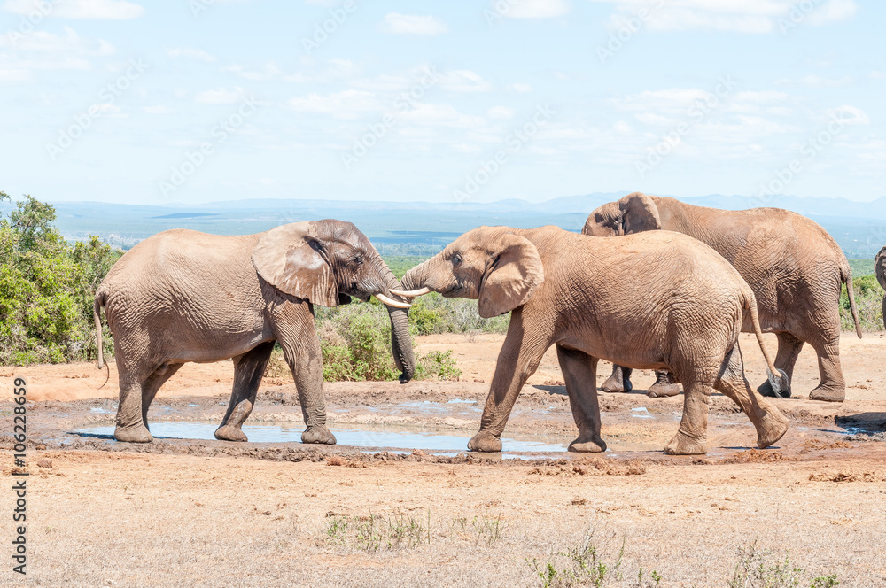 Fototapeta premium Elephant bulls in a test of strength