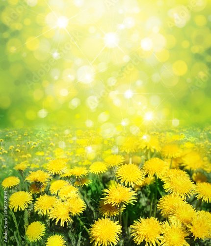 Fototapeta Naklejka Na Ścianę i Meble -  Yellow dandelions on sunshine background.