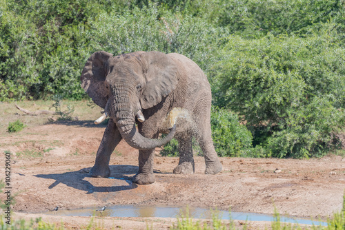 Young African Elephant taking mud bath