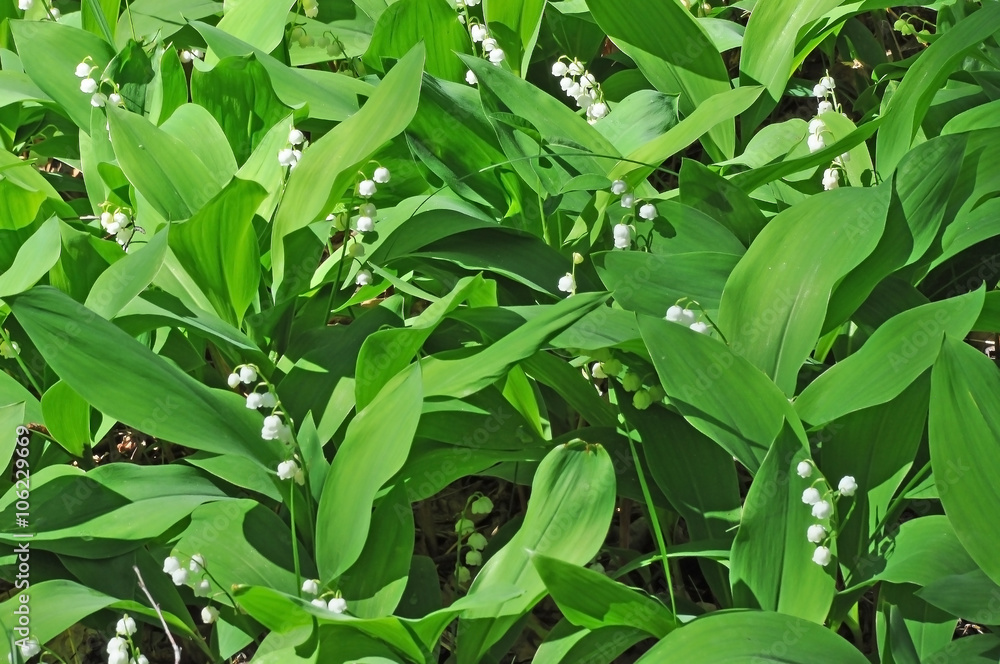 Lilies of the valley Lilies of the valley