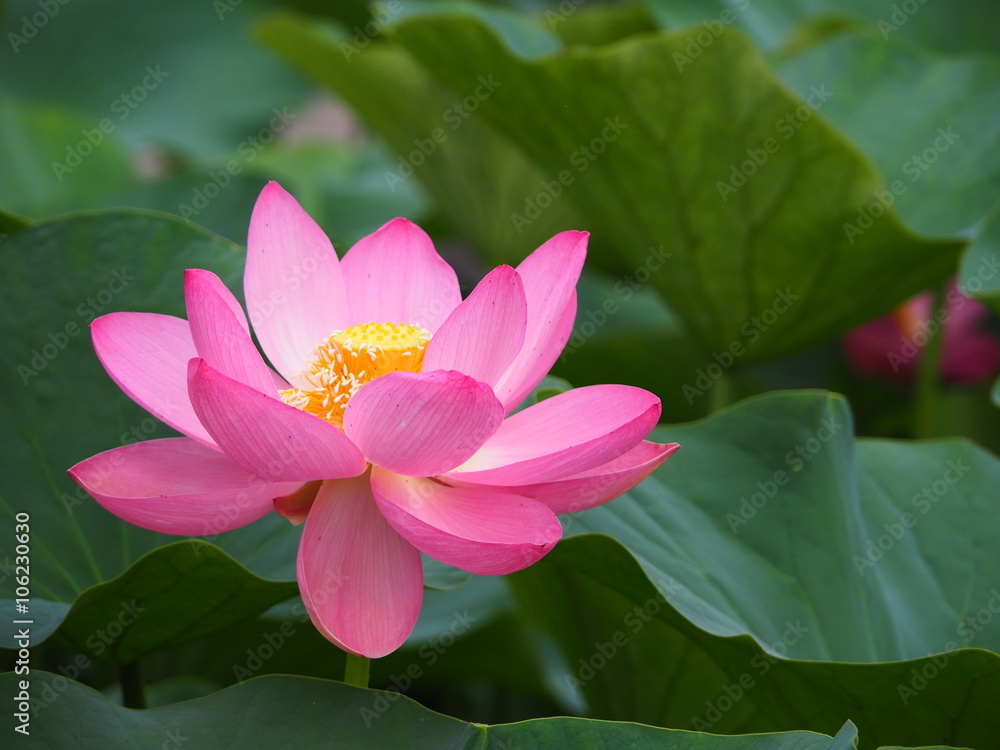 Lotus Flower Lotus Flower
