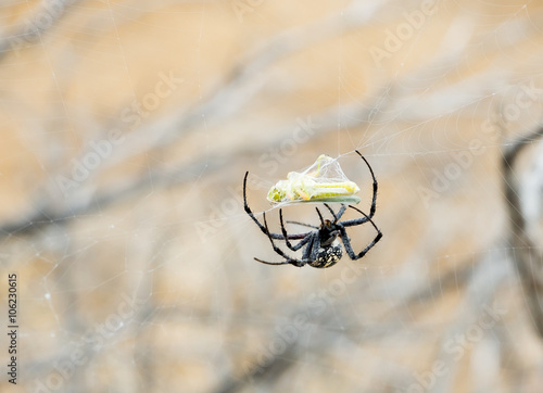 Spider Araneidae (Orb Weaver) Neoscona Oaxacensis has caught