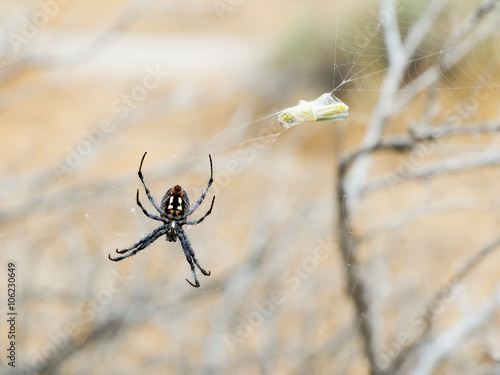 Spider Araneidae (Orb Weaver) Neoscona Oaxacensis waiting fo