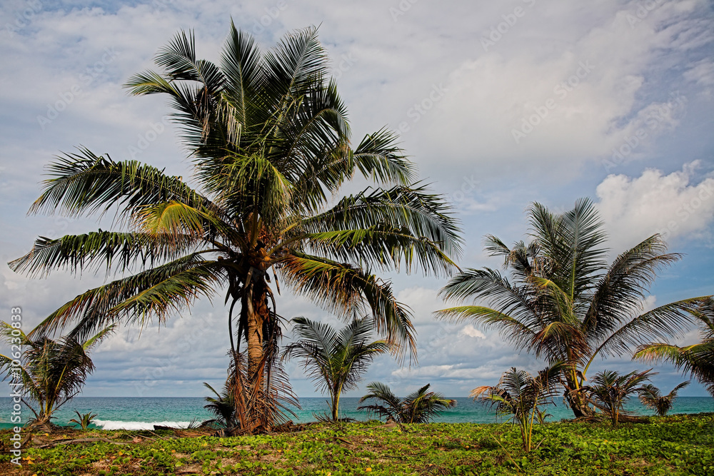 Palm tree on the sea beach.