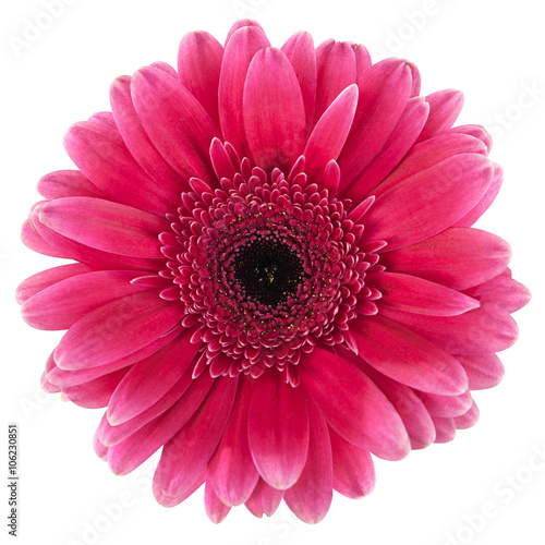 gerbera magenta color on a white background
