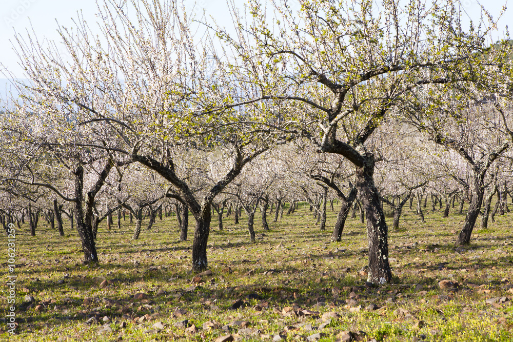 Almond-Trees in Bloom
