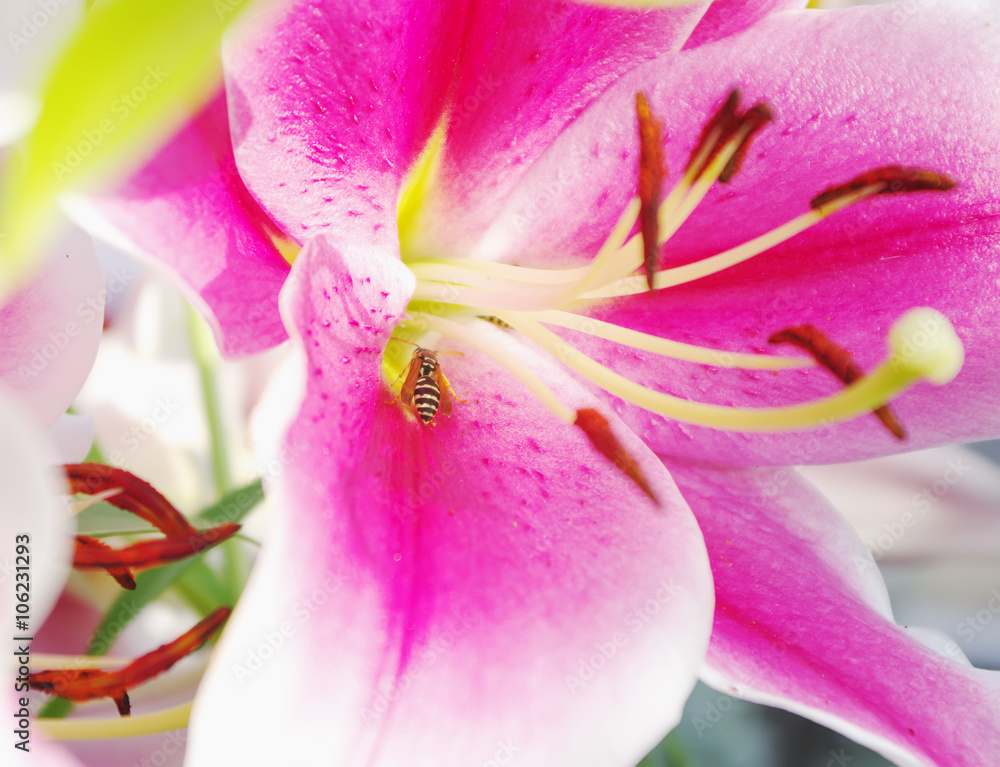  flower core of pink lily with stamens and bee closeup, local focus, shallow DOF 